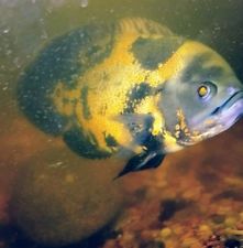 Astronotus ocellatus