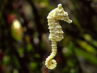 Seahorses for Sale Online | Buy Dwarf seahorse for sale the Caribbean