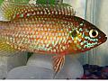 Red Jewel Fish