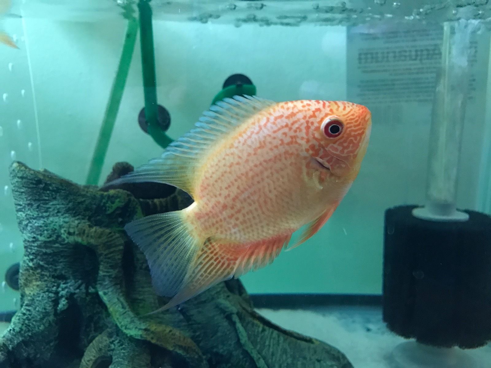 Spotted Severum Peaceful South Cichlid