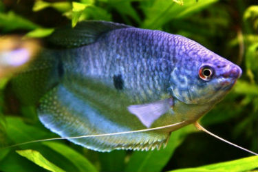 Blue Gourami for sale