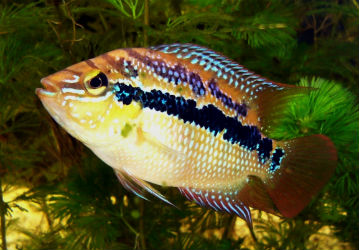 Salvini Cichlid photo Banteo