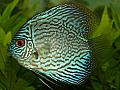 Live Discus for sale