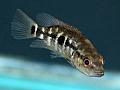 Wolf cichlid in stock