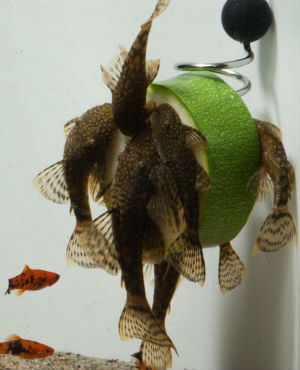 Order your Pleco Fish Feeder Today