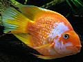 Parrot cichlid fish