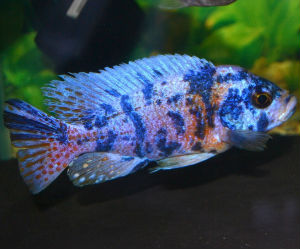 Peacock Cichlid Fish for Sale from Lake Malawi - Just Cichlids