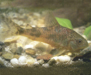 Peppered Corydoras